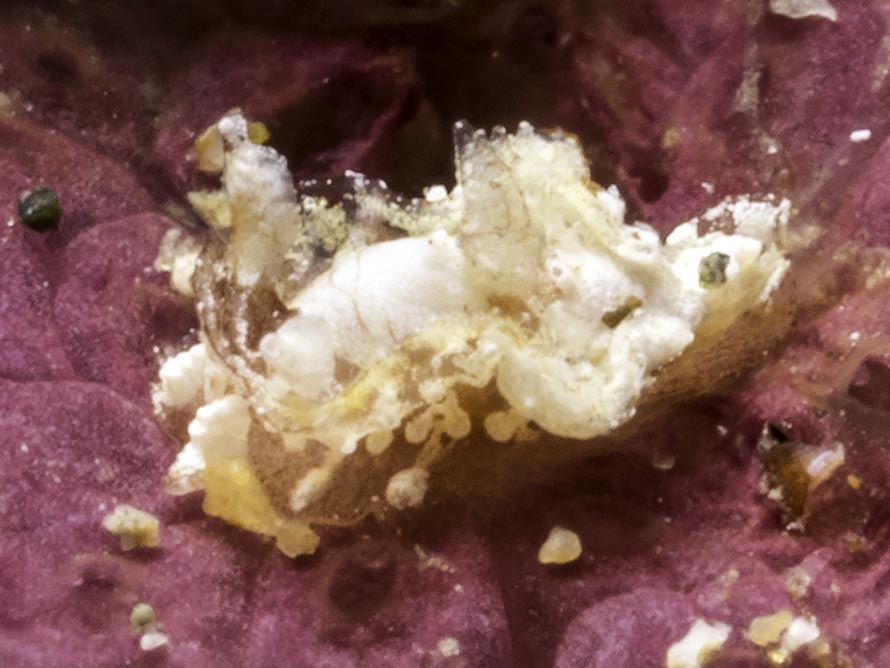 Pelagella sp. B